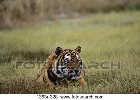 Sumatra Tiger View Large Photo Image Stock Photo - Sumatra Tiger. Fotosearch