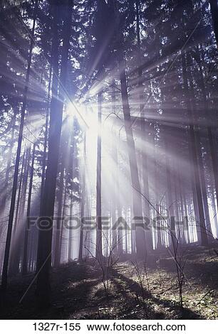 sun, sunlight, shining, sunshine, trees, nature, forest View Large Photo Image Stock Photography - sun, sunlight, shining, sunshine, trees, nature, forest. Fotosearch