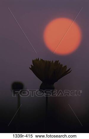 Stock Photography - sun, sunset, flower, silhouette, nature, sunrise. Fotosearch