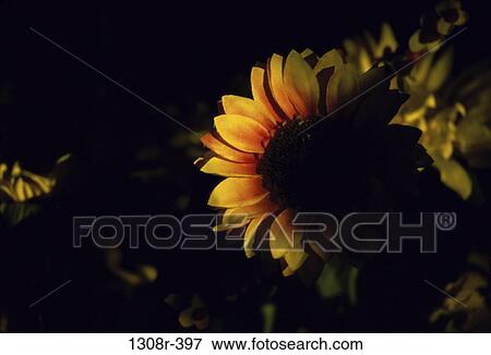 sunflower, flower, nature, Flowers various View Large Photo Image Stock Photo - sunflower, flower, nature, Flowers various. Fotosearch