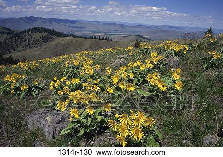 Sunflowers, Montana, USA View Large Photo Image Stock Image - Sunflowers, Montana, USA. Fotosearch