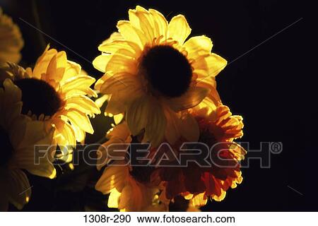 Sunflowers View Large Photo Image Stock Image - Sunflowers. Fotosearch