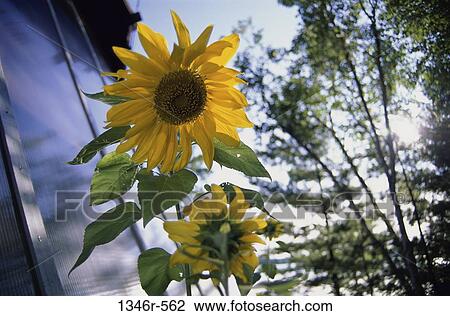 Sunflowers View Large Photo Image Stock Image - Sunflowers. Fotosearch