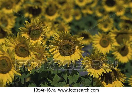 Sunflowers View Large Photo Image Stock Image - Sunflowers. Fotosearch