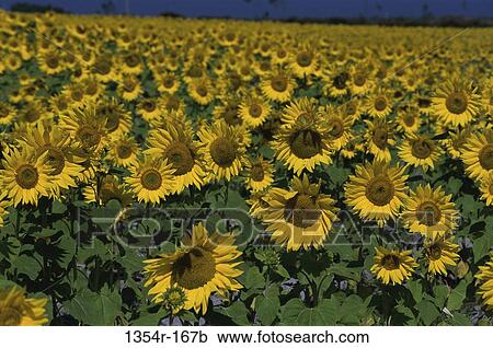 Stock Image - Sunflowers. Fotosearch