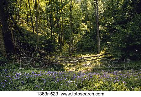 Tennessee, USA View Large Photo Image Stock Image - Tennessee, USA. Fotosearch