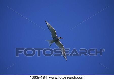 Tern View Large Photo Image Picture - Tern. Fotosearch