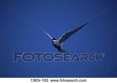 Tern View Large Photo Image Stock Image - Tern. Fotosearch
