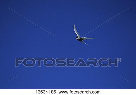 Tern View Large Photo Image Stock Photograph - Tern. Fotosearch