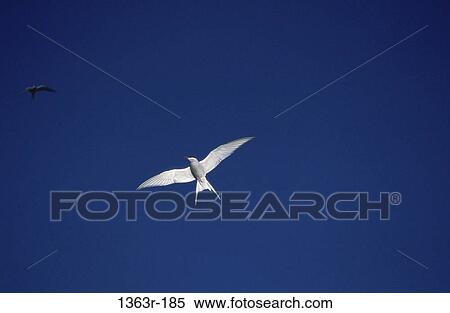 Tern View Large Photo Image Stock Photography - Tern. Fotosearch