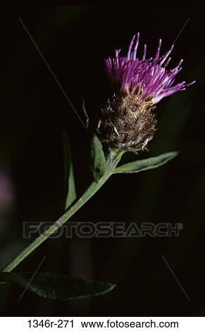 Stock Image - Thistle. Fotosearch