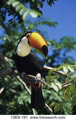 Toucan View Large Photo Image Stock Image - Toucan. Fotosearch