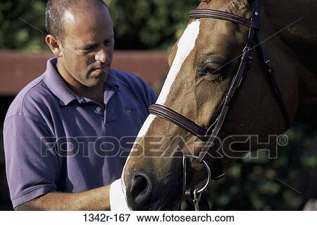 Trakehner Horse View Large Photo Image Stock Photo - Trakehner Horse. Fotosearch