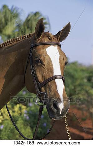 Trakehner Horse View Large Photo Image Stock Photo - Trakehner Horse. Fotosearch
