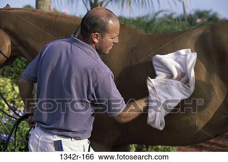 Trakehner Horse View Large Photo Image Stock Photograph - Trakehner Horse. Fotosearch