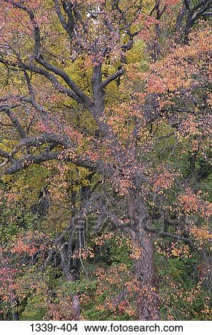, tree, autumn, trees, nature, branches View Large Photo Image Picture - , tree, autumn, trees, nature, branches. Fotosearch