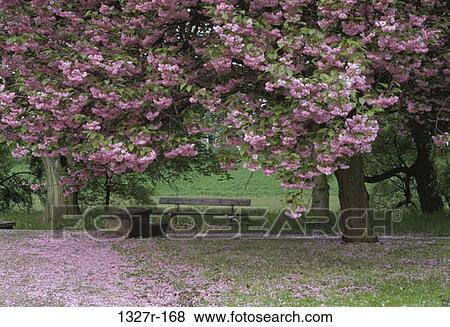 Stock Photo - tree, bench, park, blossoms, Parks public. Fotosearch