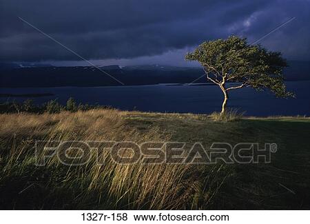 tree, cloudy, overcast, nature, Trees nature View Large Photo Image Stock Photo - tree, cloudy, overcast, nature, Trees nature. Fotosearch