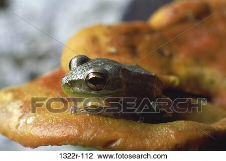 Stock Image - Tree Frog, Florada, USA. Fotosearch