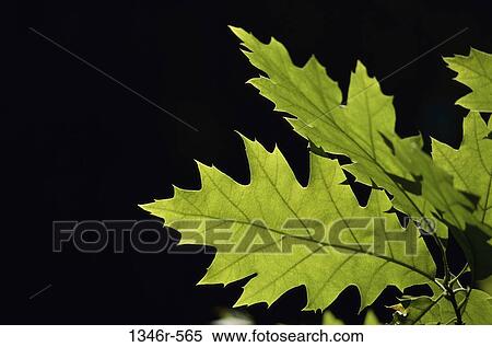 Stock Photography - tree, leaves, large, nature, detail, growth. Fotosearch