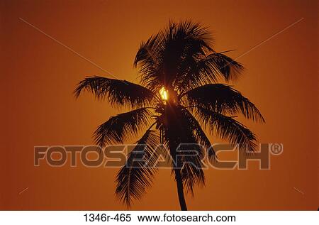 tree, leaves, palm, tropical, sun, silhouette View Large Photo Image Stock Photography - tree, leaves, palm, tropical, sun, silhouette. Fotosearch