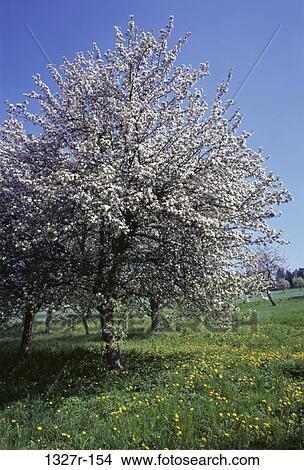 tree, nature, spring, season, blooms, Spring season View Large Photo Image Picture - tree, nature, spring, season, blooms, Spring season. Fotosearch