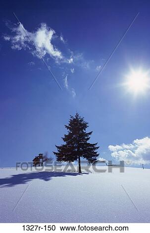 tree, snow, sun, winter, nature, season View Large Photo Image Stock Image - tree, snow, sun, winter, nature, season. Fotosearch