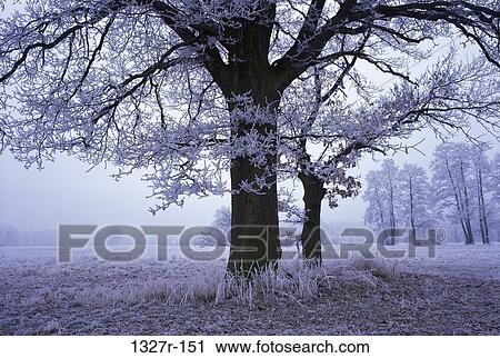 tree, winter, frost, nature, season, Winter season View Large Photo Image Stock Image - tree, winter, frost, nature, season, Winter season. Fotosearch