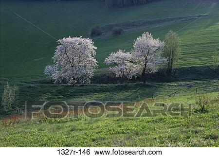 trees, nature, spring, blossoms, season, Spring season View Large Photo Image Stock Photograph - trees, nature, spring, blossoms, season, Spring season. Fotosearch