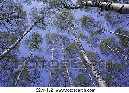 trees, nature, Trees nature View Large Photo Image Stock Image - trees, nature, Trees nature. Fotosearch