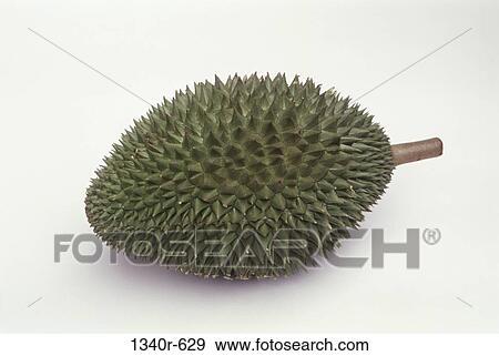 tropical, fruit, food, still life, thorns, sharp View Large Photo Image Stock Photo - tropical, fruit, food, still life, thorns, sharp. Fotosearch