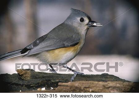 Stock Photography - Tufted Titmouse. Fotosearch