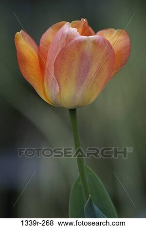 Tulip View Large Photo Image Stock Photo - Tulip. Fotosearch
