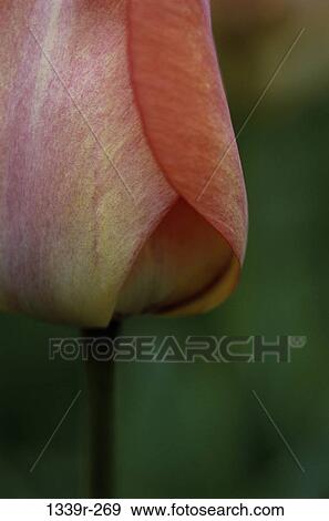 Tulip View Large Photo Image Stock Photo - Tulip. Fotosearch