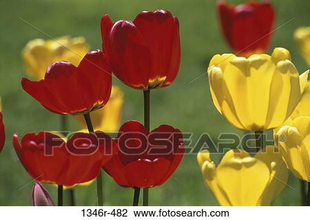 Tulips View Large Photo Image Stock Image - Tulips. Fotosearch
