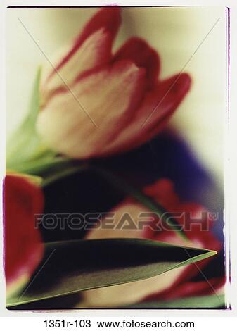 Tulips View Large Photo Image Stock Image - Tulips. Fotosearch