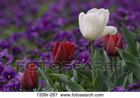 Tulips View Large Photo Image Stock Photo - Tulips. Fotosearch