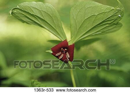 Vasey's Trillium View Large Photo Image Stock Image - Vasey's Trillium. Fotosearch