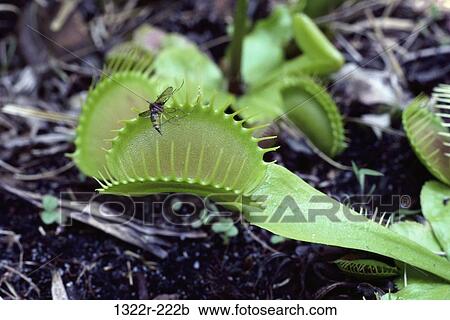 Stock Image - Venus Fly Trap, Canada. Fotosearch