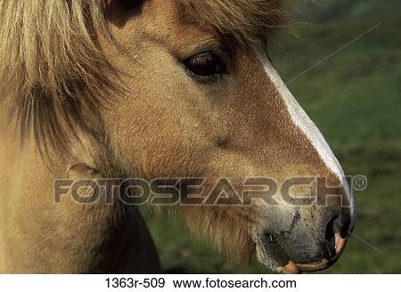 Stock Photo - Viking Horse. Fotosearch