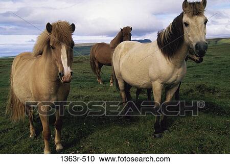 Viking Horses View Large Photo Image Stock Image - Viking Horses. Fotosearch