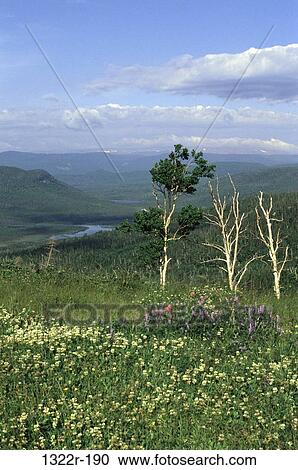 Stock Image - Viking Trail, Newfoundland, Canada. Fotosearch