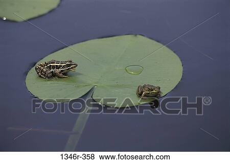 water, animals, sitting, perch, frogs, leaf View Large Photo Image Stock Photo - water, animals, sitting, perch, frogs, leaf. Fotosearch