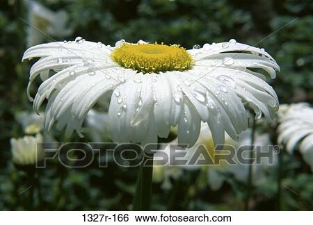 water, daisies, flowers, nature, droplets, petals, dews View Large Photo Image Stock Photograph - water, daisies, flowers, nature, droplets, petals, dews. Fotosearch