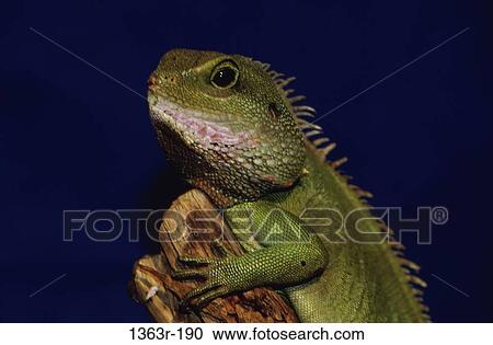 Water Dragon View Large Photo Image Stock Image - Water Dragon. Fotosearch