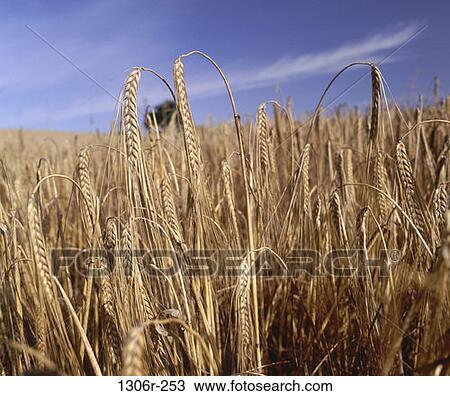 Wheat View Large Photo Image Stock Image - Wheat. Fotosearch