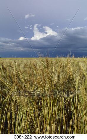 Stock Image - Wheat. Fotosearch
