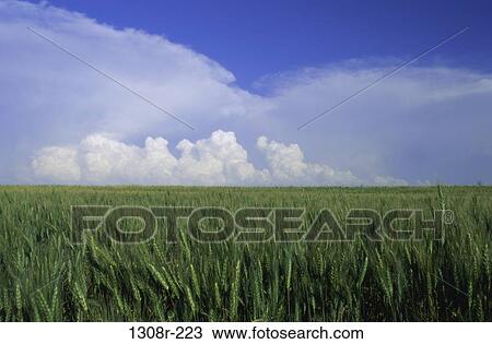 Stock Image - Wheat. Fotosearch