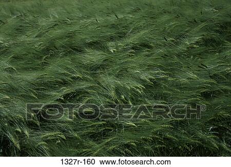 Wheat View Large Photo Image Stock Image - Wheat. Fotosearch