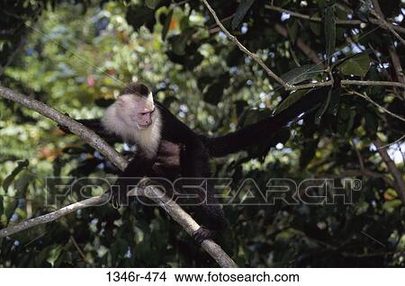 White-faced Monkey View Large Photo Image Picture - White-faced Monkey. Fotosearch